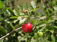 acerola vitamine c naturelle