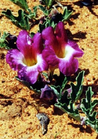 harpagophytum arthrose