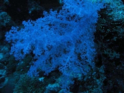 magnesium marin