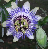 passiflore sommeil