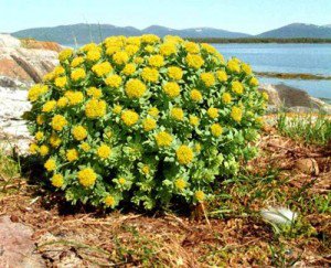 rhodiola adaptogene