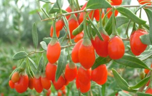 baies de goji fraiches
