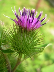 racine de bardane beaute de la peau