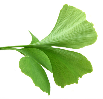 ginkgo biloba