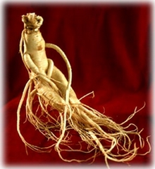 panax ginseng