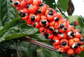 guarana minceur
