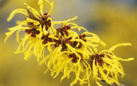 hamamelis