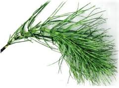 prele silicium