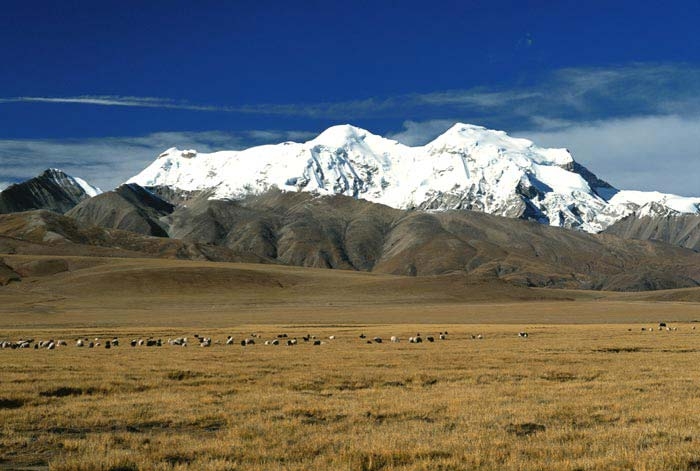 province de ningxia goji