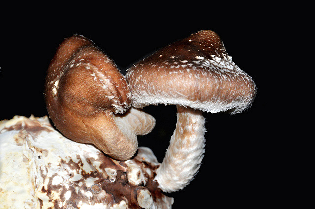 shiitake.jpg