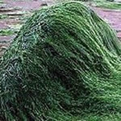 spiruline sante
