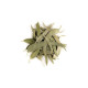 Eucalyptus feuilles longues entières bio 100g Herboristerie de Paris eucalyptus globulus tisane hivernale Bio