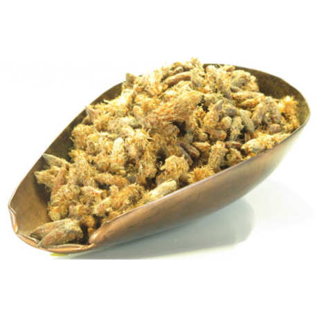 Bourgeons de Pin Sylvestre en vrac pour tisane infusion 100gr Herboristerie de Paris pinus sylvestris bio santé sénior