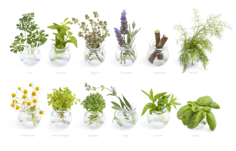 phytotherapie